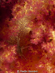 Spider crab hiding in a soft coral by Martin Gombrii 